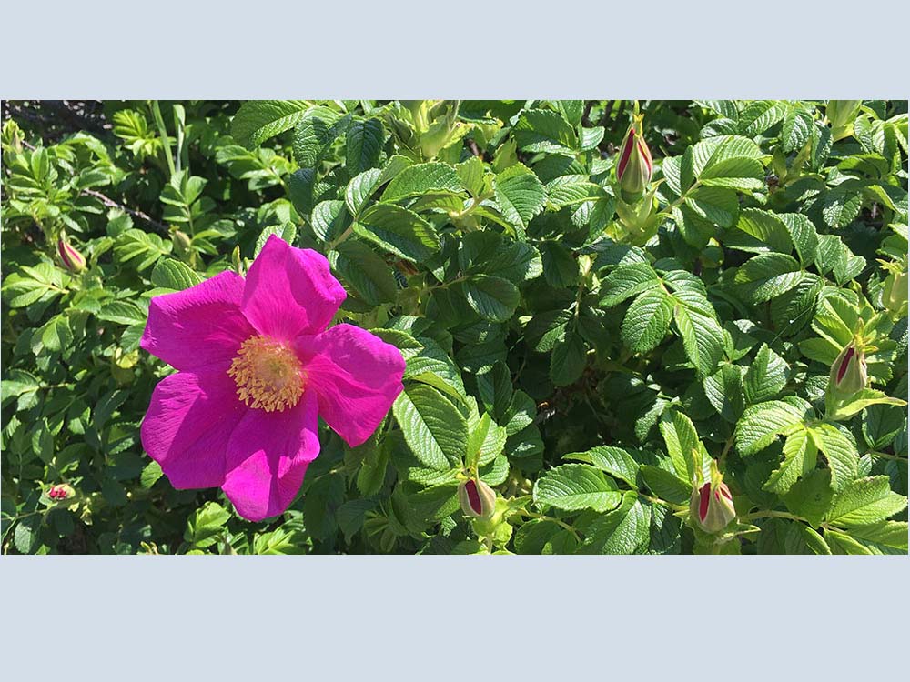 Beach Plum roses in front of cottage